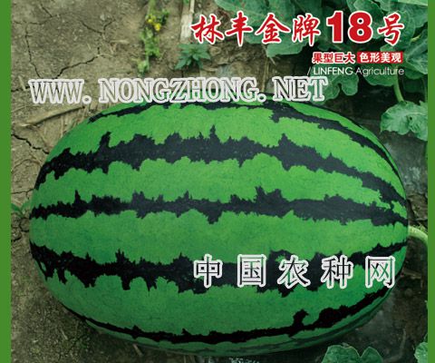 林丰金牌18号